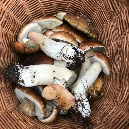 Domek letniskowy Domek Borsk *