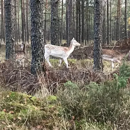 Domek Borsk Gerendaház