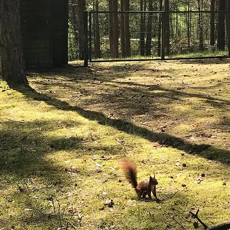 Lodge Domek Borsk